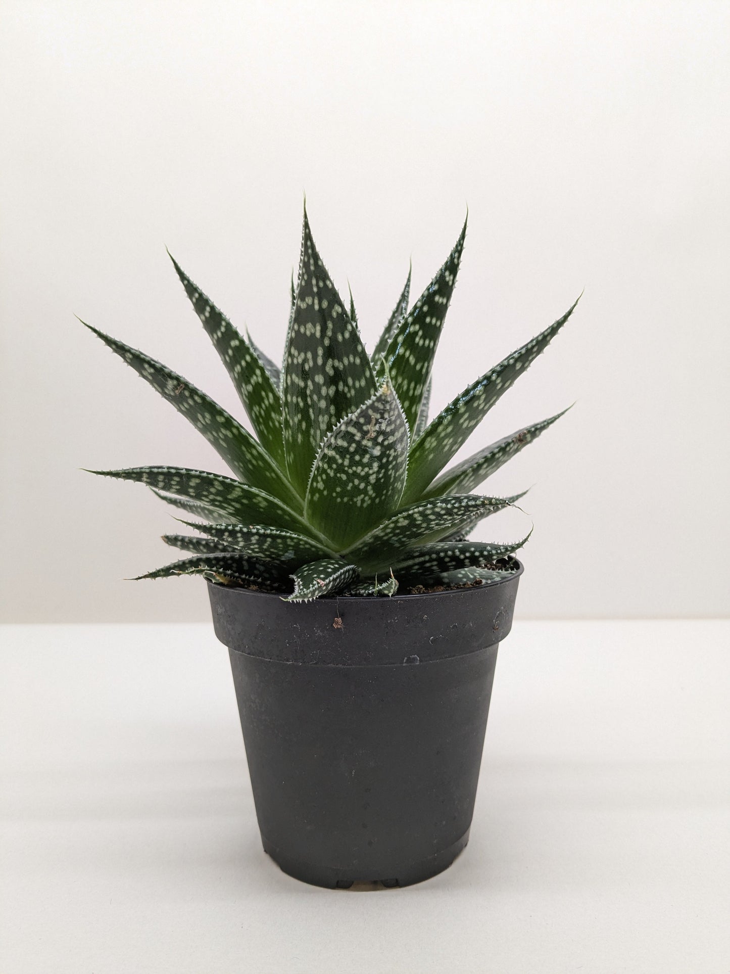 Gasteria ‘Durban’ | Unique, Low Maintenance Accent