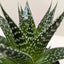 Gasteria ‘Durban’ | Unique, Low Maintenance Accent