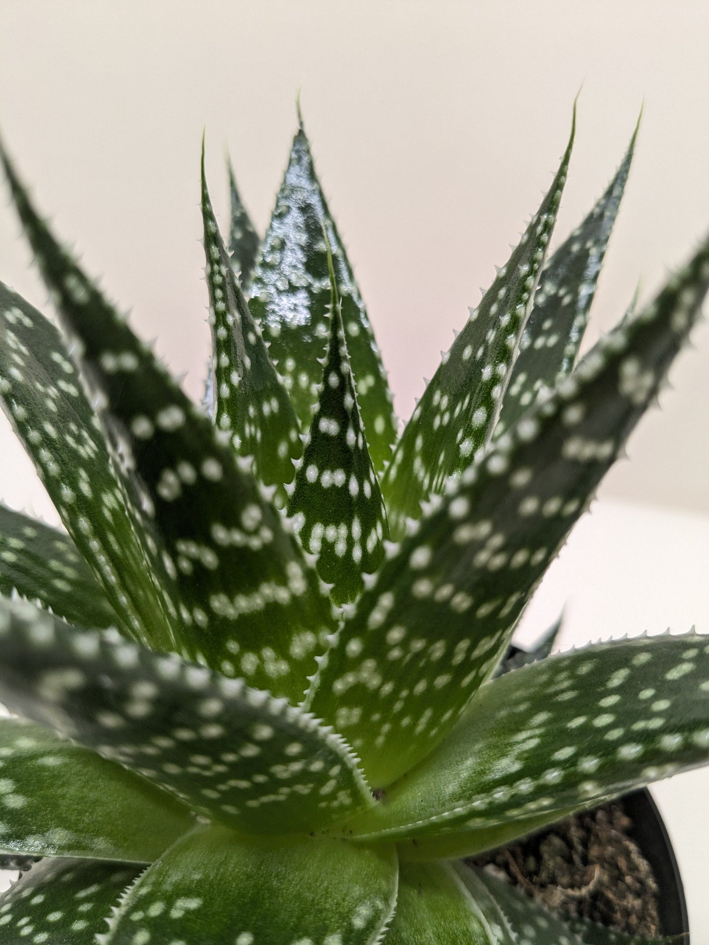 Gasteria ‘Durban’ | Unique, Low Maintenance Accent