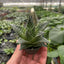 Gasteria ‘Durban’ | Unique, Low Maintenance Accent