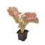 Syngonium 'Strawberry' - Vibrant Pink Goosefoot Plant
