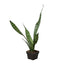 Snake Plant ‘Zeylanica’ | Bold, Easy-Care Air Purifier