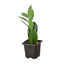 ZZ Plant | Low-Light, Hardy Air-Purifying Plant