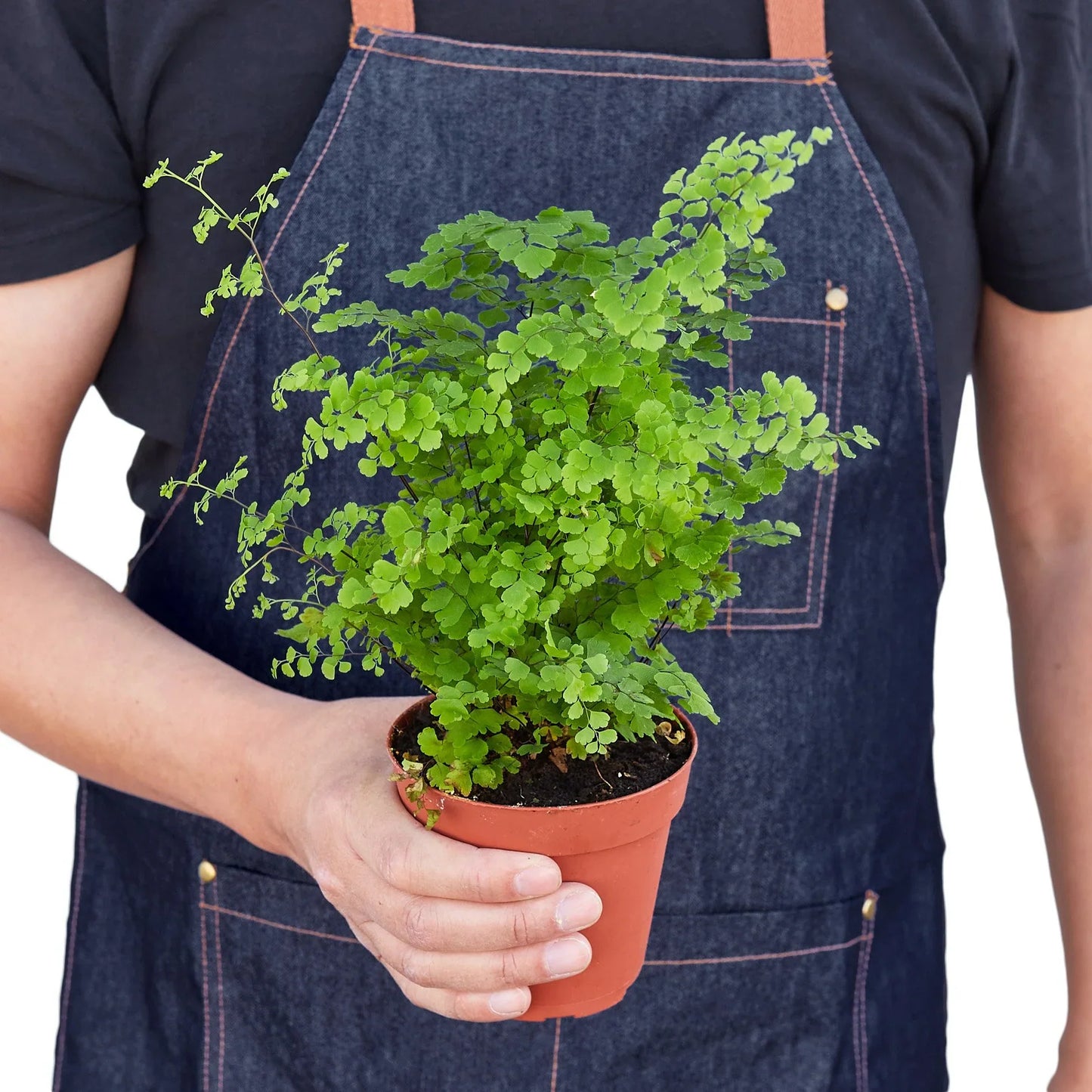 Maidenhair Fern | Pet-Friendly, Soft & Shade-Loving