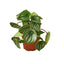 Peperomia ‘Watermelon’ | Pet-Safe, Bold Striped Leaves