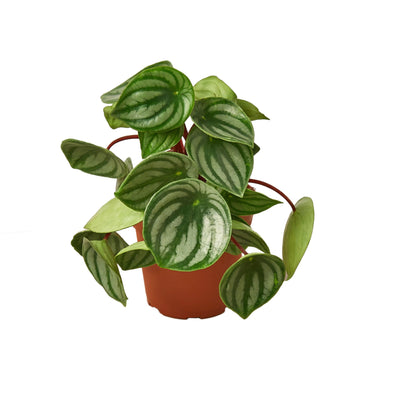 Peperomia ‘Watermelon’ | Pet-Safe, Bold Striped Leaves