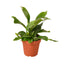 Staghorn Fern | Sculptural, Low Light Wall Mount