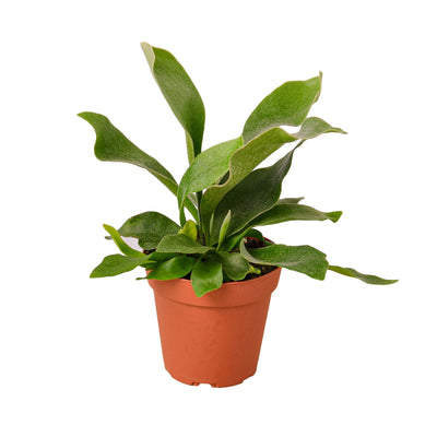 Staghorn Fern | Sculptural, Low Light Wall Mount