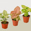 3 Different Syngonium Plants - Arrowhead Plants / 4" Pot / Live Plant
