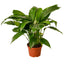 Peace Lily | Flowering, Low-Light Air Purifier