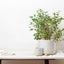 Ceramic Plant Pots Indoor on Legs round - White Sand Planter Set 2 Indoor & Outdoor