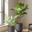 12" Plant Pots, Ceramic Flower Pots with Drain Holes& Plug Indoor Planter, Charcoal Gray Outdoor Planter