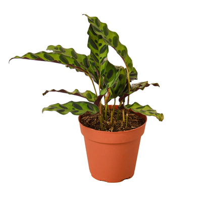 Calathea ‘Rattlesnake’ | Pet-Friendly, Low Light