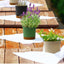 6.5 in Self-Watering Flower Pot 6 PACK Plastic Planter with Drainage Holes Home Deco