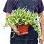 Pothos 'N’Joy' | Easy-Care Trailing Plant
