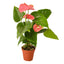 Anthurium ‘Pink’ | Glossy Blooming Tropical Plant