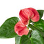 Anthurium ‘Pink’ | Glossy Blooming Tropical Plant