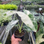 Alocasia Micholitziana 'Frydek' Variegated - 4" Pot