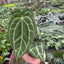 Anthurium Crystallinum