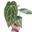 Anthurium Crystallinum