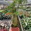 Aralia Ming Stump Plant