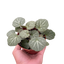 Begonia 'Strawberry'