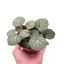 Begonia 'Strawberry'