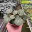 Begonia 'Strawberry'