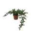 Bonsai Juniper