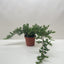 Bonsai Juniper