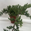 Bonsai Juniper