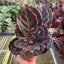 Calathea 'Dottie'