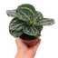 Calathea 'Green Goddess'