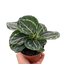 Calathea 'Green Goddess'