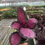 Calathea 'Purple Rose'