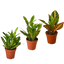 3 Croton Variety Pack / 4" Pot / Live Plant / House Plant