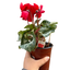 Cyclamen 'Red'