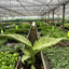 Dieffenbachia 'Camouflage' - Dumb Cane
