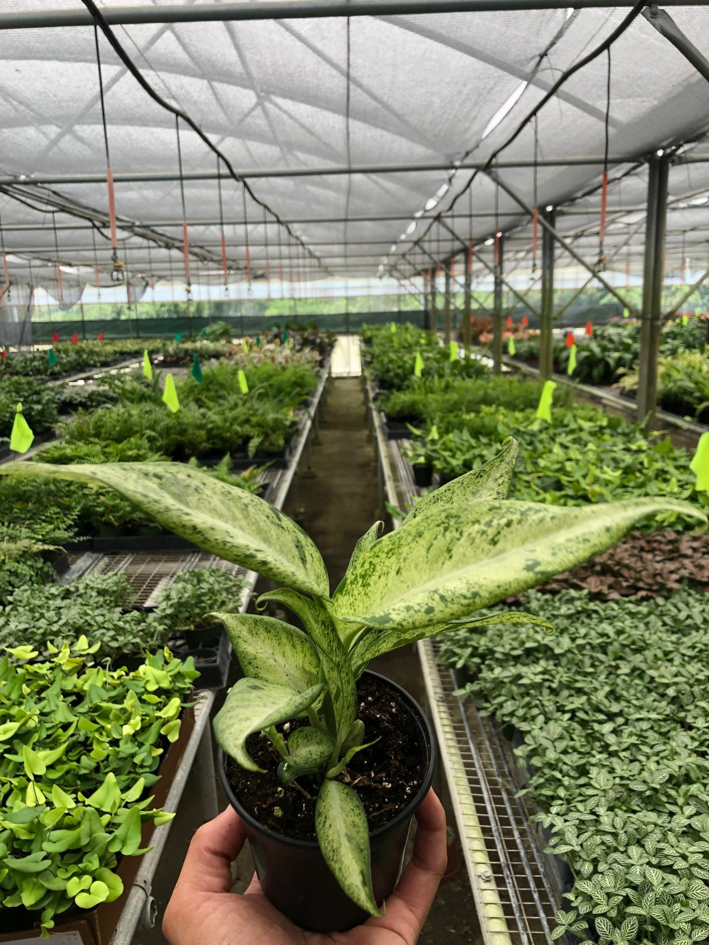 Dieffenbachia 'Camouflage' - Dumb Cane