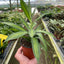 Dracaena 'Song of Jamaica'