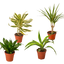 4 Different Dracaenas Variety Pack - Live House Plant - 4" Pot