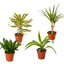 4 Different Dracaenas Variety Pack - Live House Plant - 4" Pot