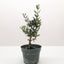 Common Olive Tree (Olea europaea)
