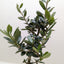 Common Olive Tree (Olea europaea)