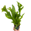 Fern 'Green Flame'