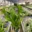 Fern 'Green Flame'