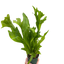 Fern 'Green Flame'