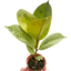 Ficus 'shivereana' (Moonshine)