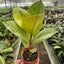 Ficus 'shivereana' (Moonshine)