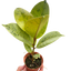 Ficus 'shivereana' (Moonshine)